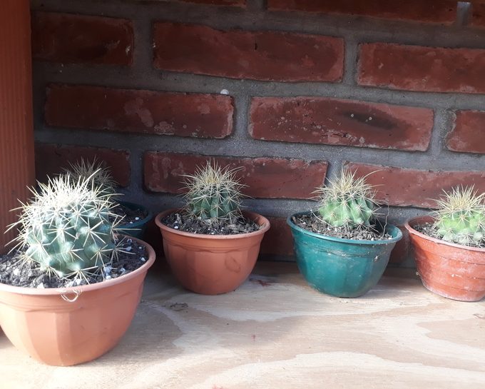 Vivero Los Cactus de Paca Paca