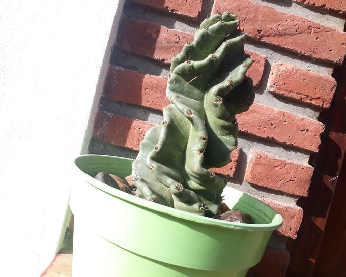 Vivero Los Cactus de Paca Paca