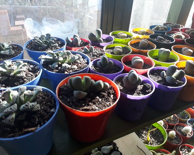 Vivero Los Cactus de Paca Paca