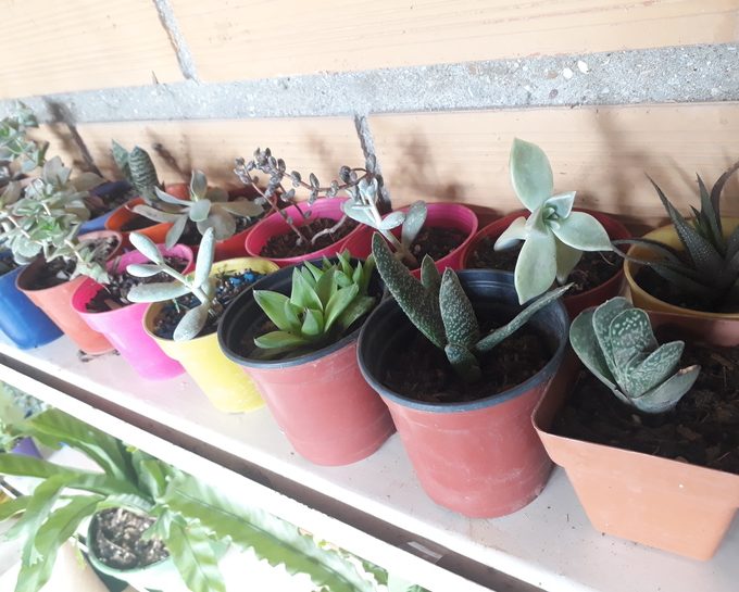 Vivero Los Cactus de Paca Paca