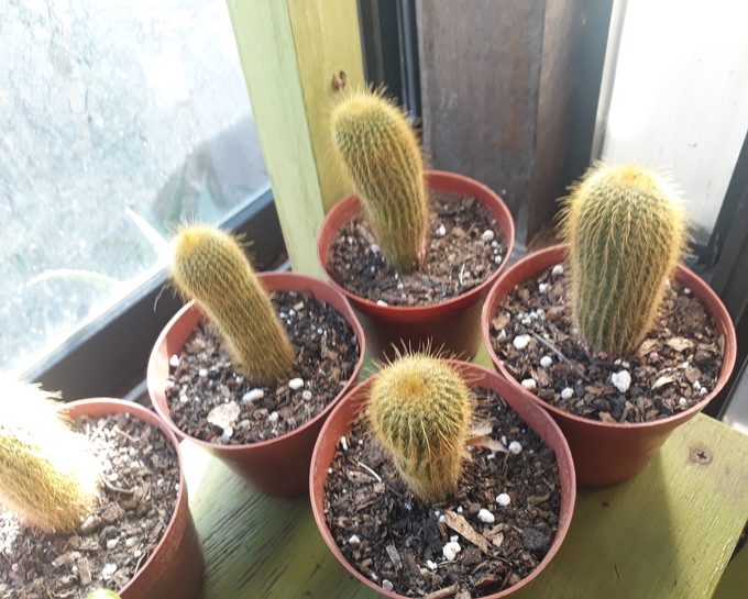 Vivero Los Cactus de Paca Paca